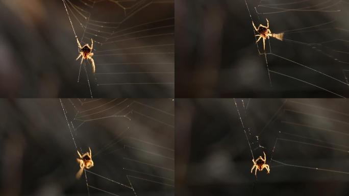 早晨蜘蛛攀爬和旋转网的剪影