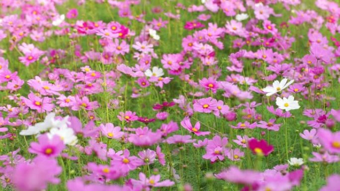 花园里有蜜蜂的宇宙花田