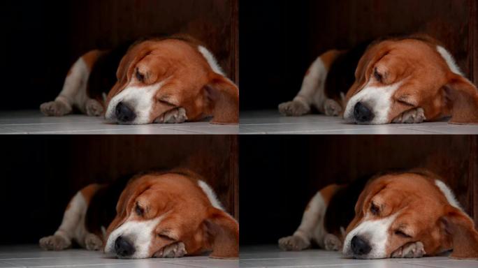懒惰的小猎犬在下午睡觉