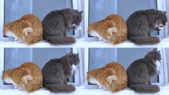 冬天，两只猫坐在窗台上，它们很冷，它们想进屋，舔雪的爪子