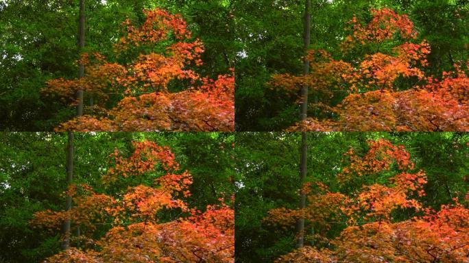 竹林中的秋天色彩枫叶黄了红了