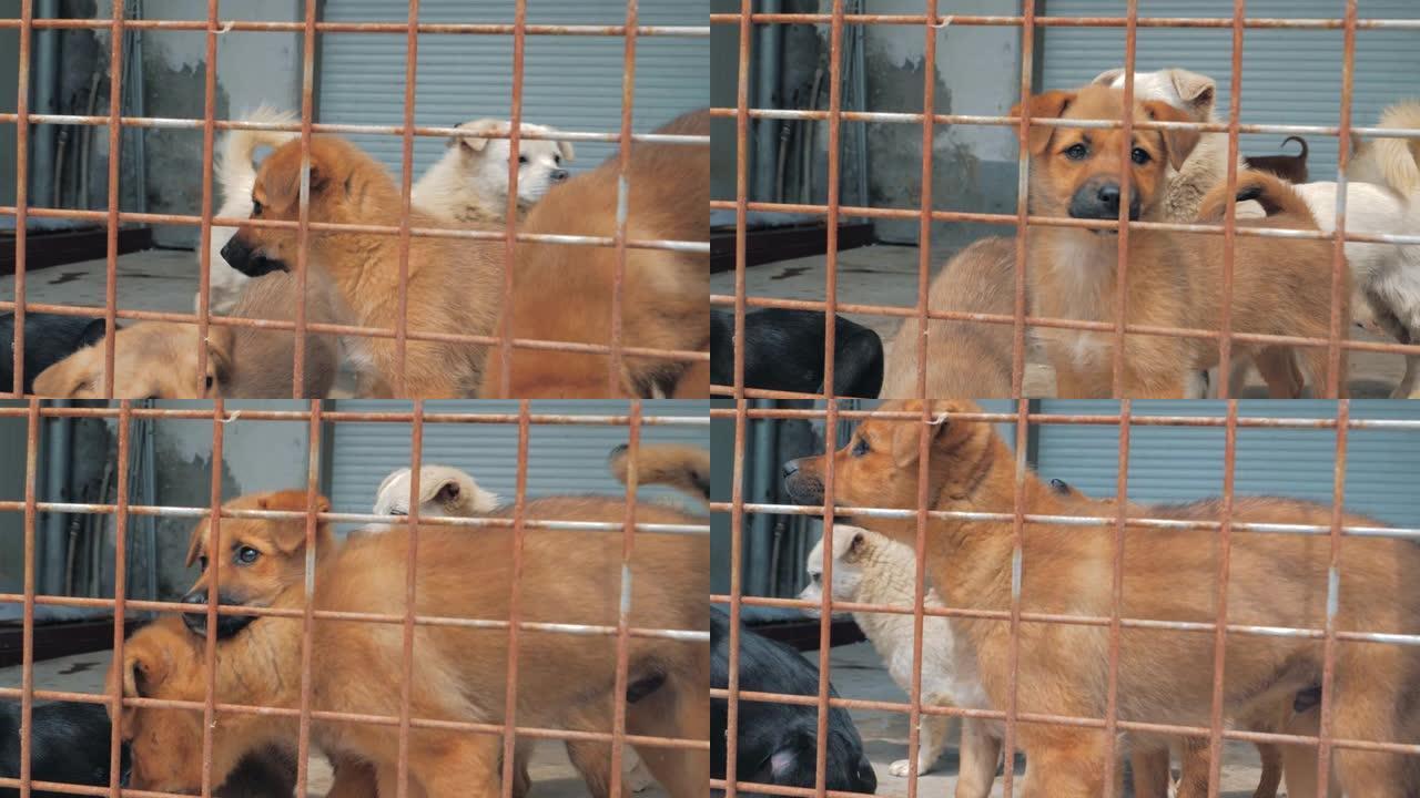 悲伤的小狗在栅栏后面的避难所里等待被救出并被收养到新家。动物庇护所概念