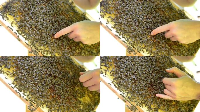 养蜂人展示了带有储存花粉的手指细胞