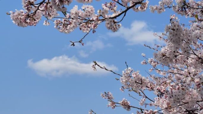 樱花在风中摇曳日本风景樱花祭和风花卉