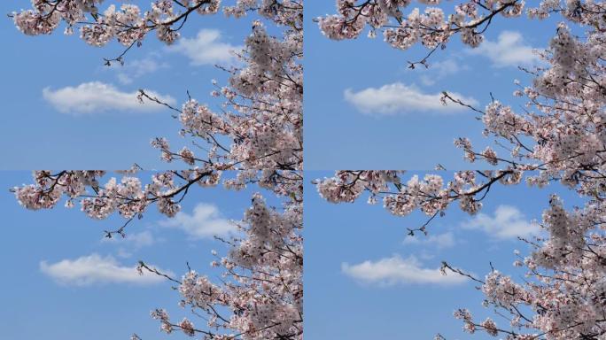樱花在风中摇曳日本风景樱花祭和风花卉