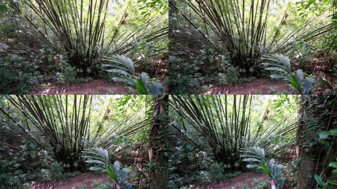 在竹丛林中平移