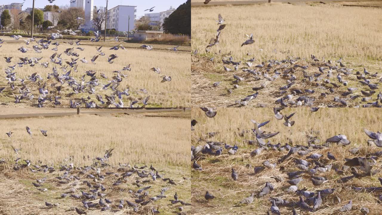 许多鸽子来吃收获后留在稻田里的大米