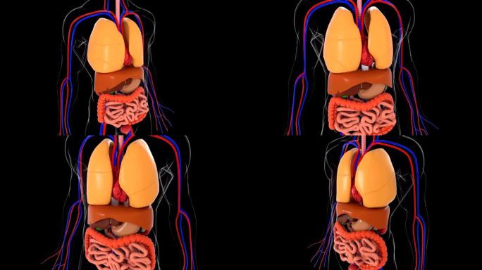 解剖人体模型，三维渲染背景，人体模型的一部分与器官系统