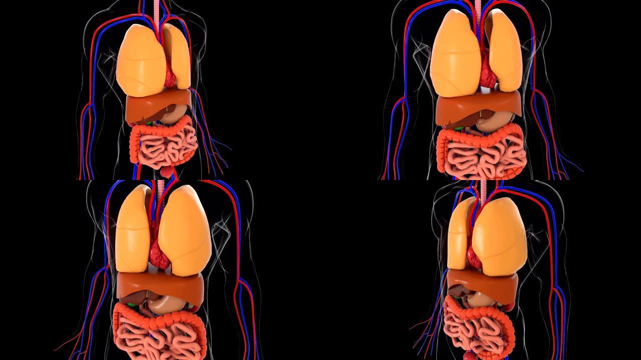 解剖人体模型，三维渲染背景，人体模型的一部分与器官系统