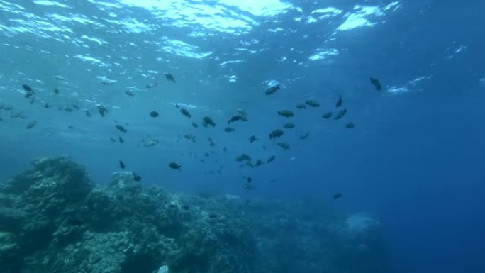 慢动作，鲷鱼在阳光照射下的珊瑚礁附近游动。海洋中的水下生物。摄像机缓慢向前移动，接近一群黑白鱼鲷鱼-