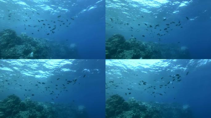 慢动作，鲷鱼在阳光照射下的珊瑚礁附近游动。海洋中的水下生物。摄像机缓慢向前移动，接近一群黑白鱼鲷鱼-