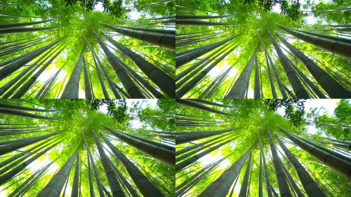 竹子生长，从下面看