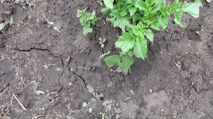 土豆豆芽在地上