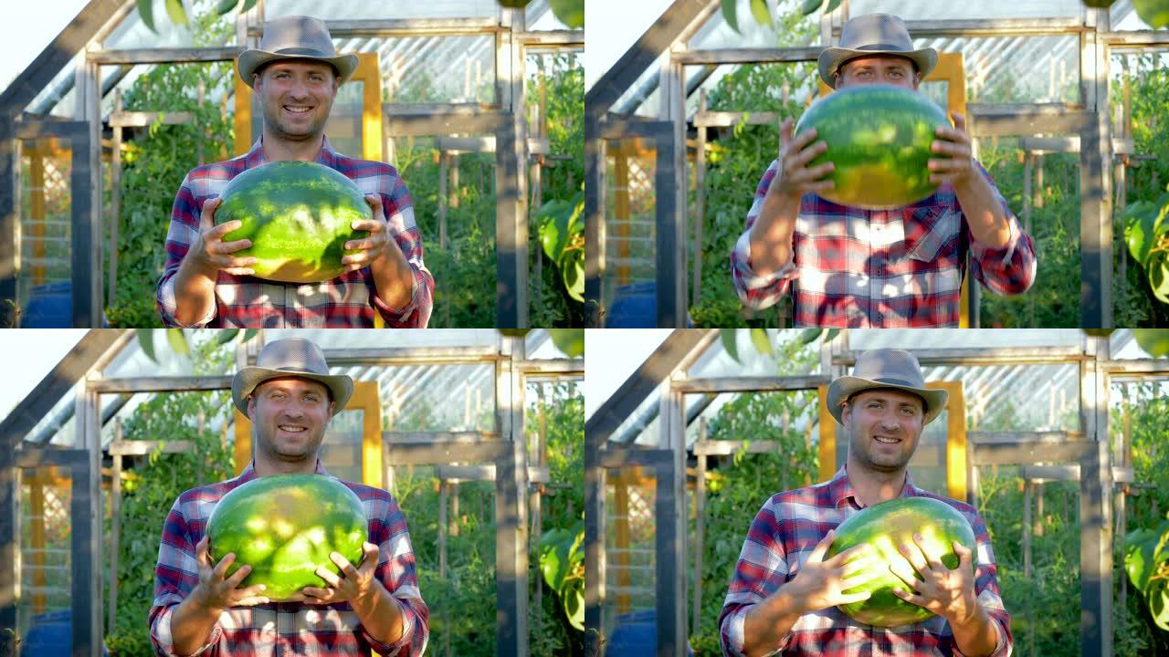 微笑的农民持有成熟的西瓜背景花园中的温室