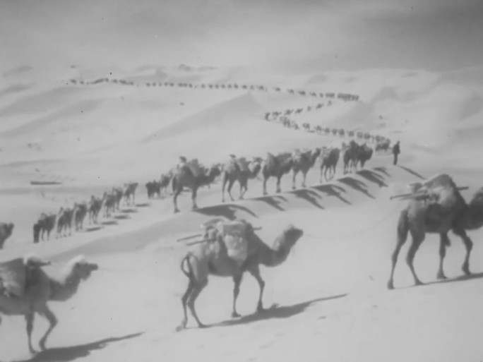 甘肃 骆驼运输队 建设包兰铁路 50年代