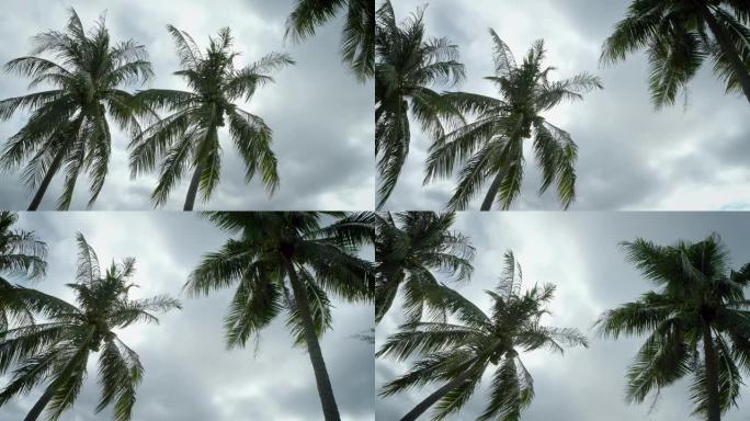 椰子树的低角度镜头在风中吹动。雨云在降雨前变成深灰色。