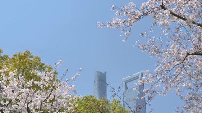 樱桃树树枝上的樱花和飘落的樱花花瓣在微风中像雨一样，蓝天和上海地标背景，美丽的风景，4k电影，慢动作