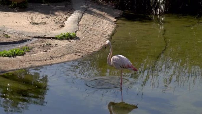 粉红色的火烈鸟站在水里洗。水中的粉红鸟。非洲的鸟
