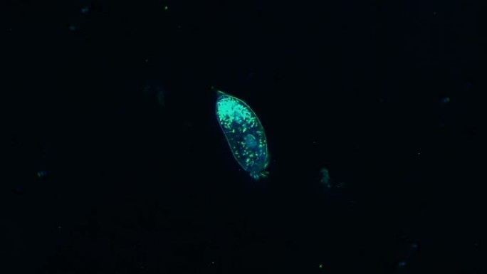 纤毛微生物微距视频素材实拍