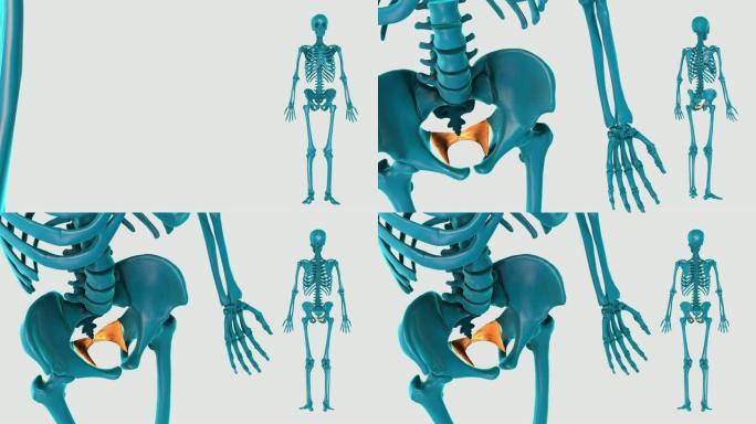 白底的髂尾骨