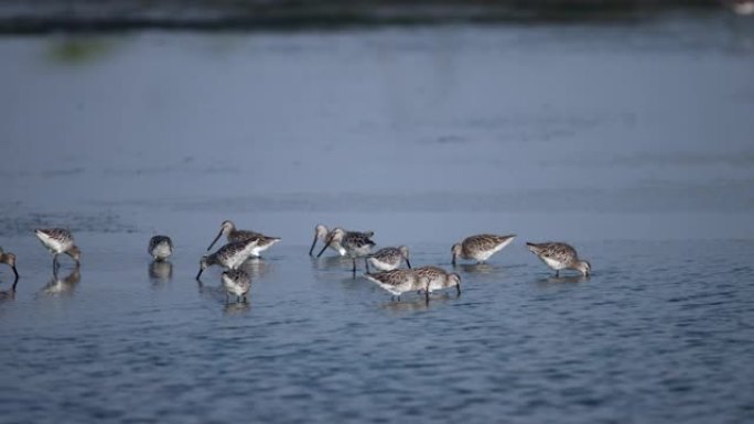 海鸟: 亚洲dowitcher (Limnodromus semipalmatus) 的羊群