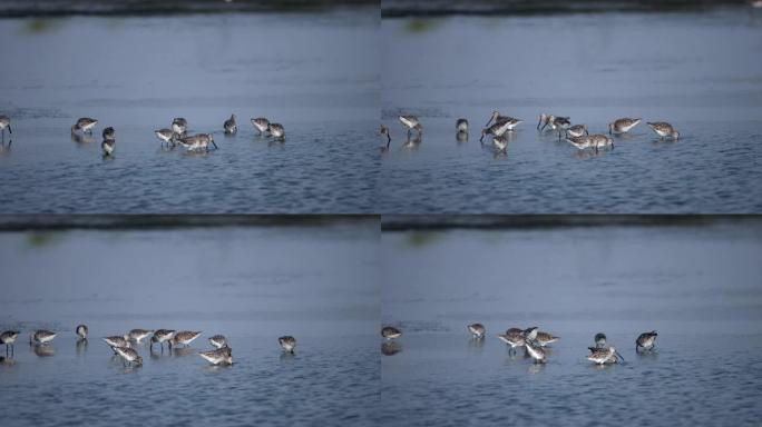 海鸟: 亚洲dowitcher (Limnodromus semipalmatus) 的羊群