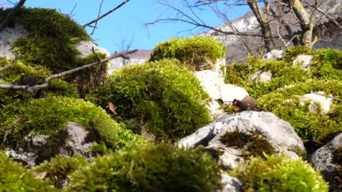 绿色的苔藓覆盖着乡村墙的石头。