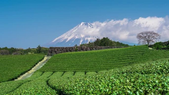 日本绿茶田和富士山脉的时间流逝。