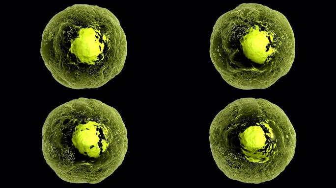 黑色背景上真核细胞运动的3D动画。