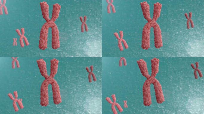 染色体的3d动画。X染色体在细胞中的运动。