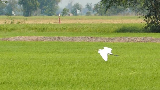 小白鹭鸟在乡村飞翔，low motion。