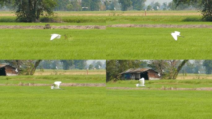 小白鹭鸟在乡村飞翔，low motion。