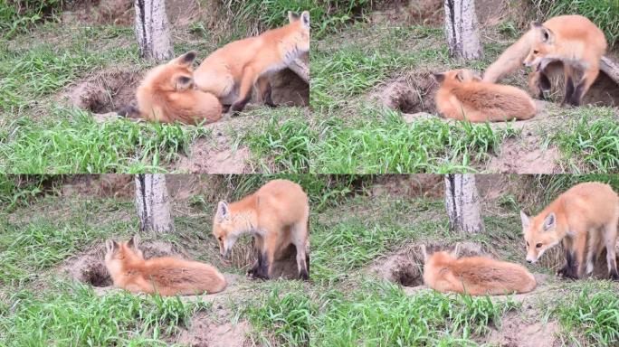 野外的红狐狸