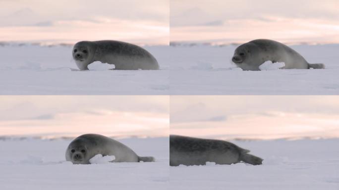 冰上的小海豹