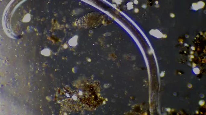 线虫-显微观察粒子医学虫子蠕动