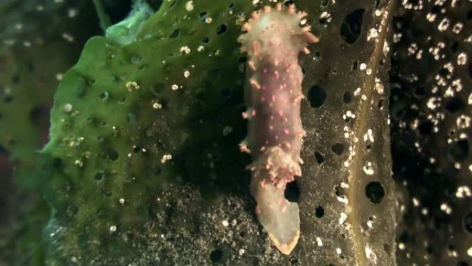 海底的裸鳃软体动物真正的海蛞蝓。