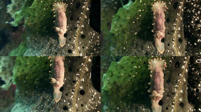 海底的裸鳃软体动物真正的海蛞蝓。