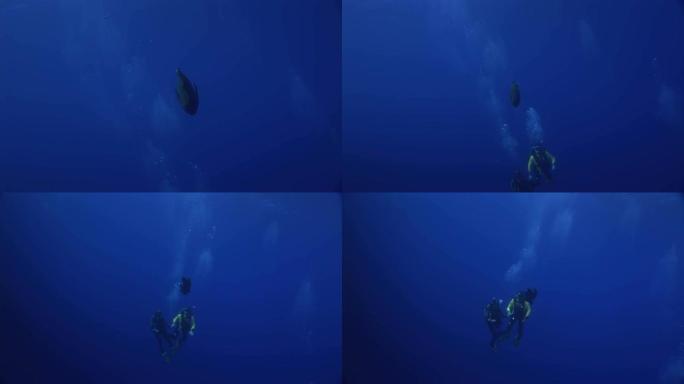 埃及红海深蓝色背景下的巨型濑鱼拿破仑鱼。
