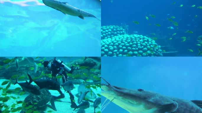 在水中游泳的鲸鲨 在水中游泳的海狮 人们在水族馆潜水