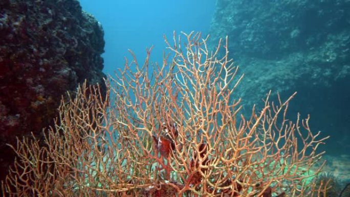 在Gorgonian海扇珊瑚上进行水肺潜水