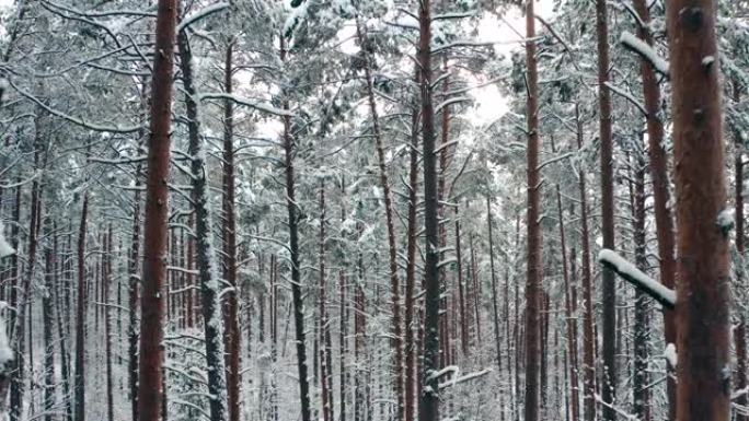 松林和阳光普照的冬季景观