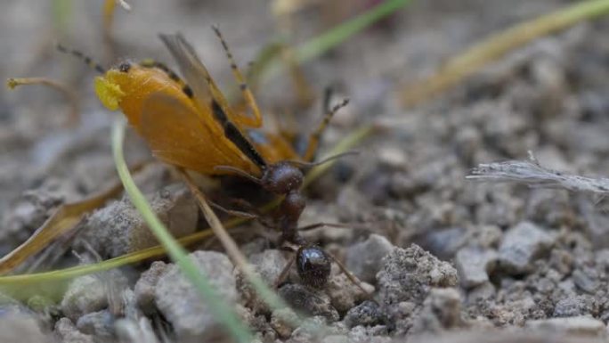 蚂蚁吞食一只大昆虫苍蝇