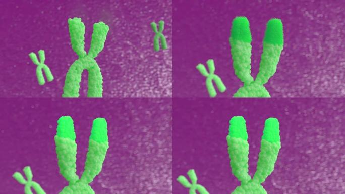 3d动画X染色体。端粒酶可恢复称为端粒的短DNA片段，否则当细胞分裂通过有丝分裂时，端粒会缩短。