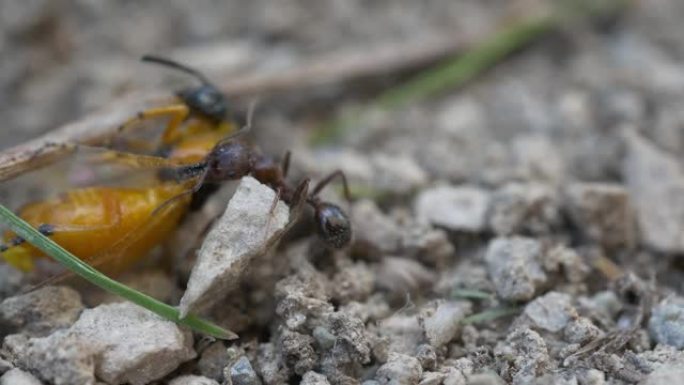 蚂蚁吞食一只大昆虫苍蝇