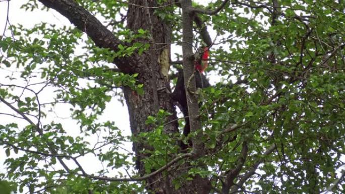 树上的麦哲伦啄木鸟
