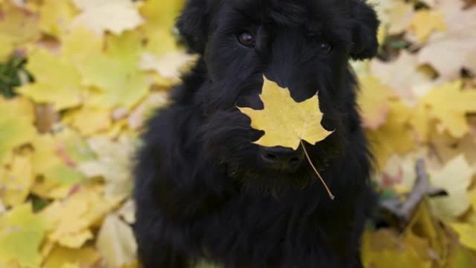 一只黑色巨型雪纳瑞坐在金黄色落叶上的俯视图。这只狗的鼻子上有一片枫叶。金秋的美丽。海报、日历的想法。