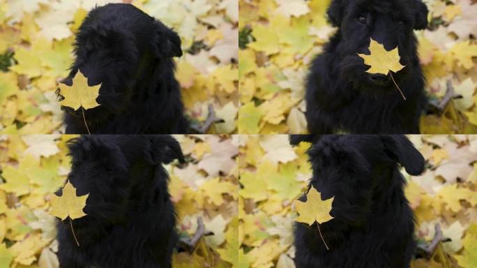 一只黑色巨型雪纳瑞坐在金黄色落叶上的俯视图。这只狗的鼻子上有一片枫叶。金秋的美丽。海报、日历的想法。
