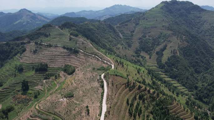 高山油茶种植