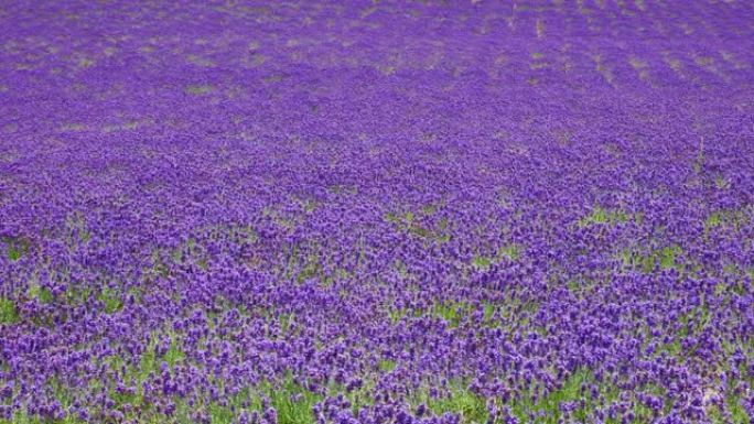 薰衣草航拍美丽紫色薰衣草