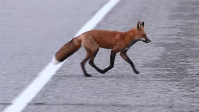 野外的红狐狸